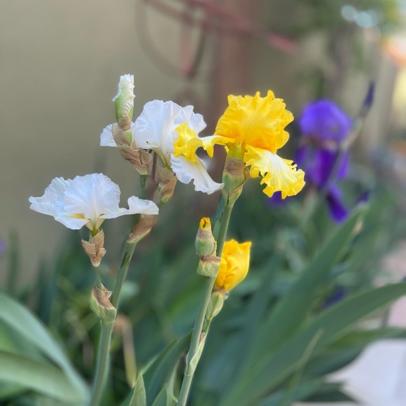 Meet your Posher, Michael - Picture 4 of 7